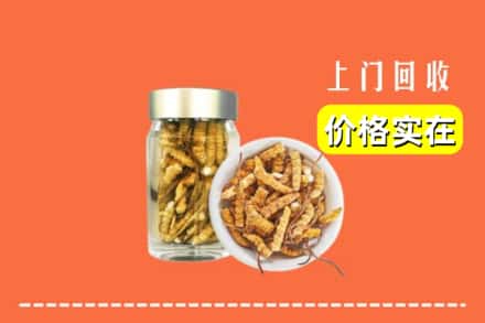 承德围场县回收散虫草